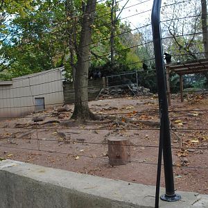 Chacoan Peccaries' Exhibit