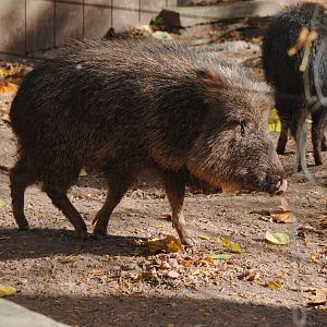 Chacoan Peccary