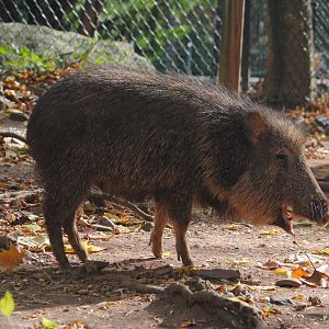 Chacoan Peccary