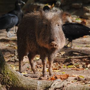 Chacoan Peccary