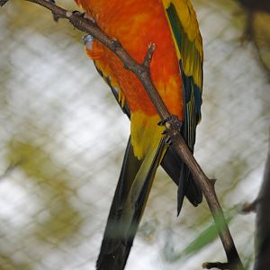 Sun Conure