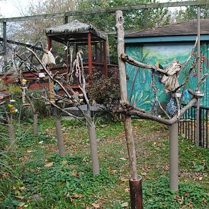 Parrots Exhibit (Green-winged and Blue-and-gold Macaws, Yellow-naped and Yellow-crowned Amazons)