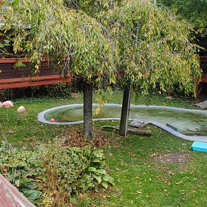 Chilean Flamingos' Exhibit