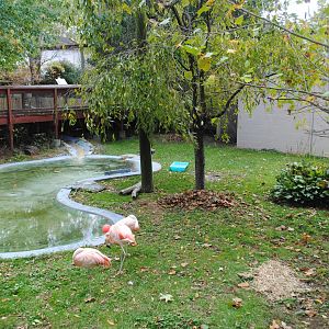 Chilean Flamingos' Exhibit