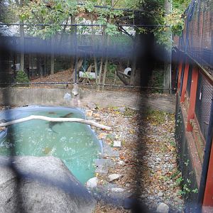 American Alligator's Exhibit