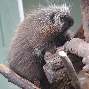 North American Porcupine