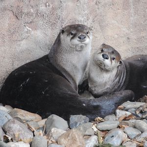 North American Otters