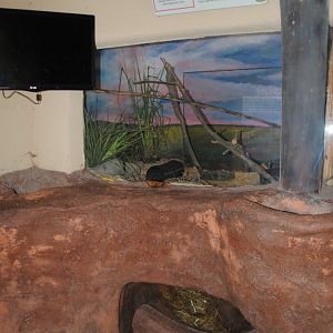 Black-footed Ferret Exhibit (it has access to tunnels below their exhibit)