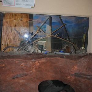 Burrowing Owl's Exhibit (the tunnels below are accessible by Black-footed Ferret)