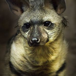 Oct. 2016 - Night Hunters - Aardwolf