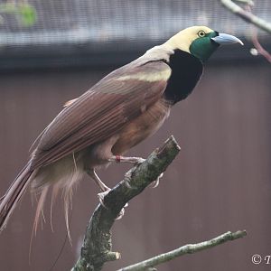 Raggiana Bird-of-Paradise (Paradisaea raggiana) male, October 2016