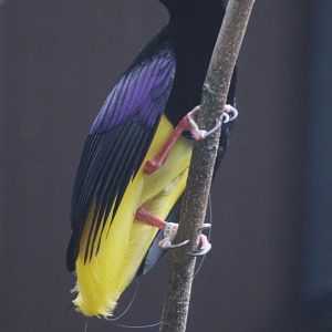 12-wired Bird-of-Paradise (Seleucidis melanoleuca) male, October 2016