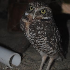 Burrowing Owl