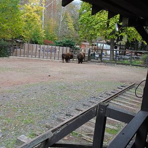 Bison Exhibit