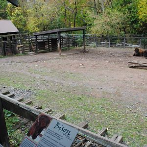 Bison Exhibit