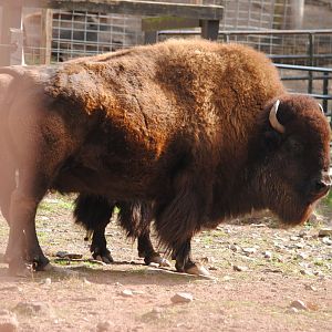 Bison