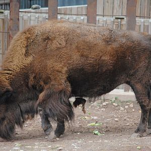 Bison