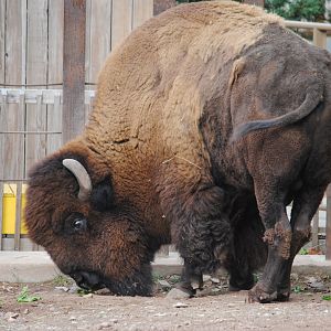 Bison