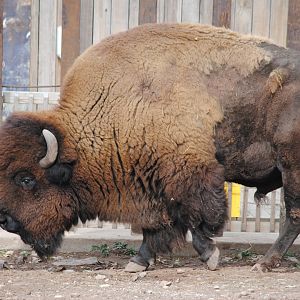 Bison