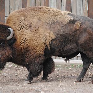 Bison