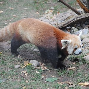 Red Panda