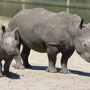 Southern white rhinos