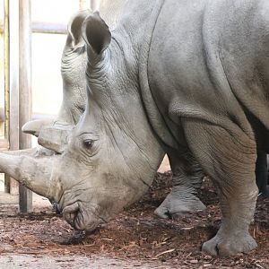 Southern white rhinos