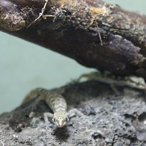 Tropiocolotes species