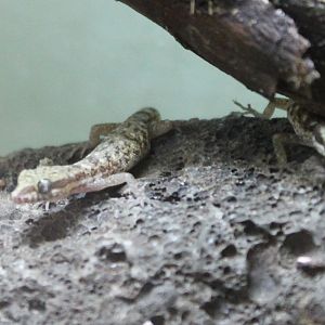 Tropiocolotes species