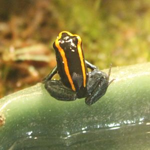 Phyllobates vittatus