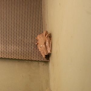 Polypedates otilophus