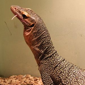 Varanus jobiensis