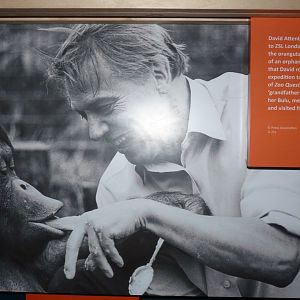 Orangutan, Bulu, and David Attenborough