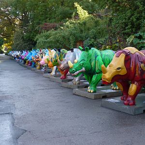 Great Big Rhinos, October 2016