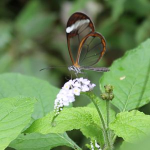 Jungola -Glas-winged butterfly