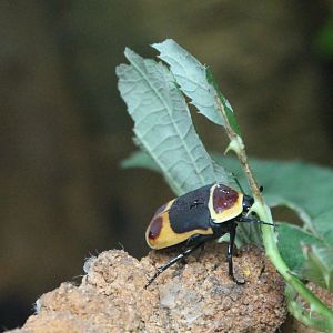 Jungola -Flower beetle