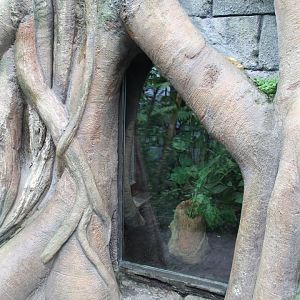 Jungola- Enclosure Flower beetle