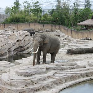 Jungola - Asian elephant