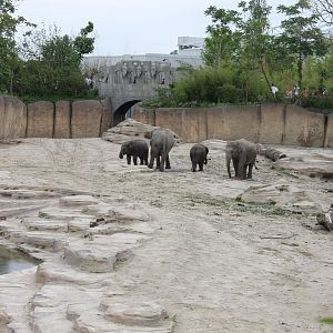 Jungola - Asian elephant outdoor enclosure