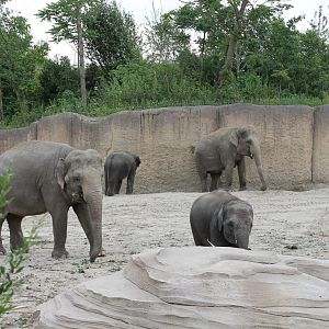 Jungola - Asian elephants