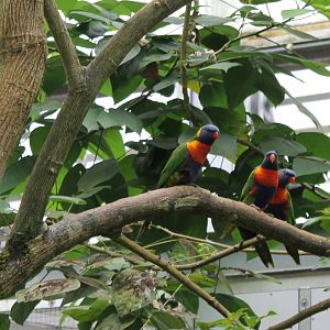 Swainson's lorikeets
