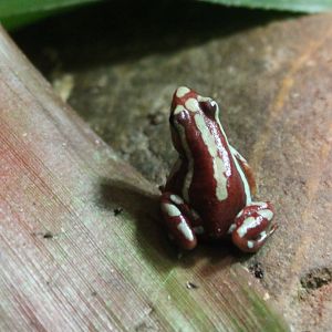 Anthonys Dart frog