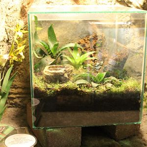 Raising tank Dartfrogs