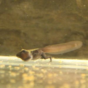 Dartfrog Tadpole
