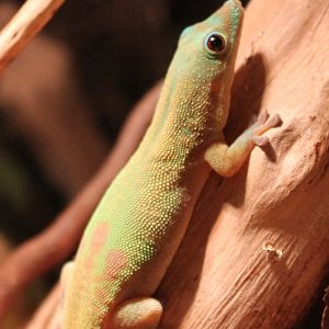 Golddust Daygecko