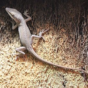 Green Anole