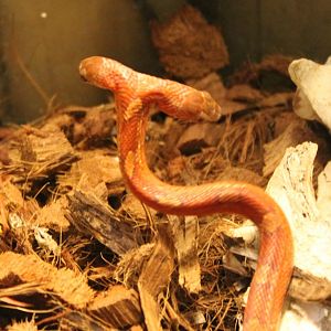 Two-headed cornsnake