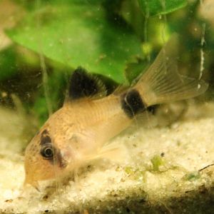 Corydoras panda