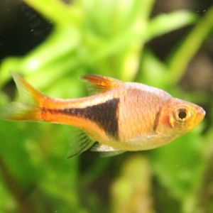 Harlequin rasbora