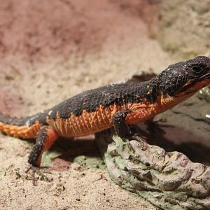 Gorongosa girdled lizard